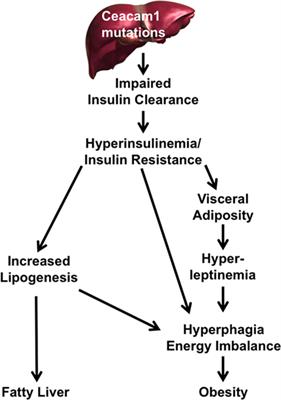 Loss of Hepatic CEACAM1: A Unifying Mechanism Linking Insulin Resistance to Obesity and Non-Alcoholic Fatty Liver Disease